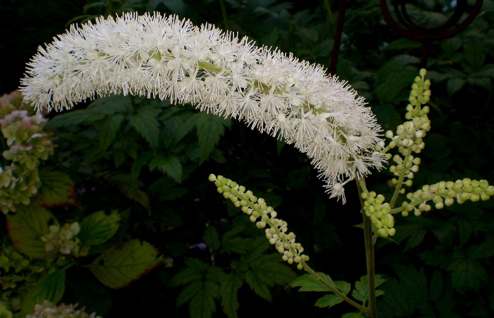 black-cohosh-969277_1920