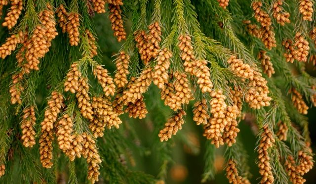 【今年は去年の4倍!!】花粉の季節がやってくる！目がかゆくなる理由＆対策法